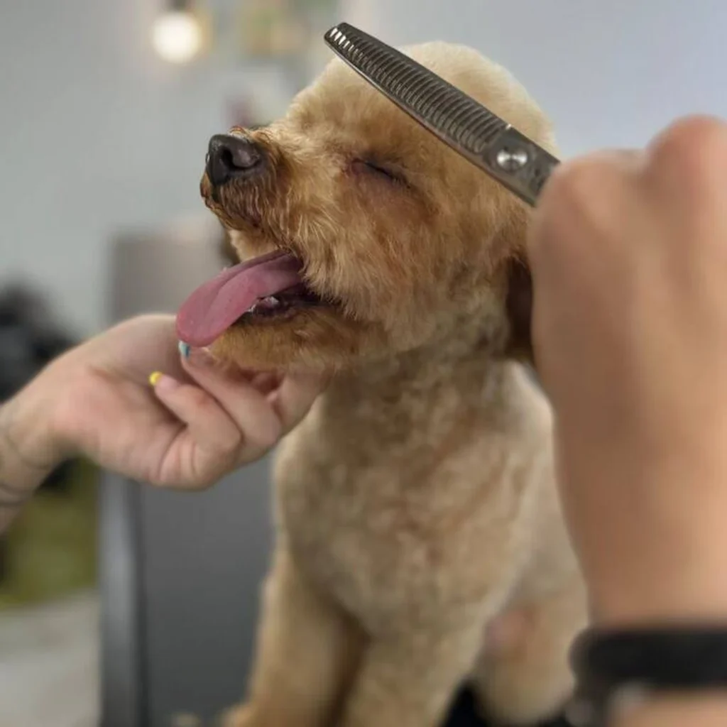 Peluquería canina