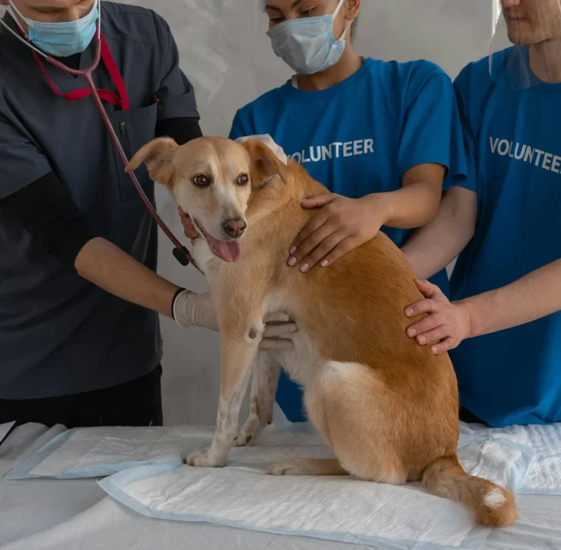 Clinica veterinaria Clínica veterinaria