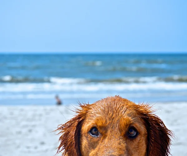 Viajar a la playa con perro