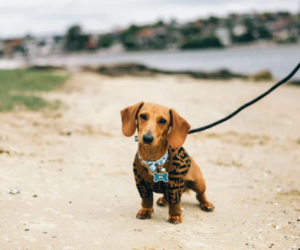 Viajar a Málaga con perro