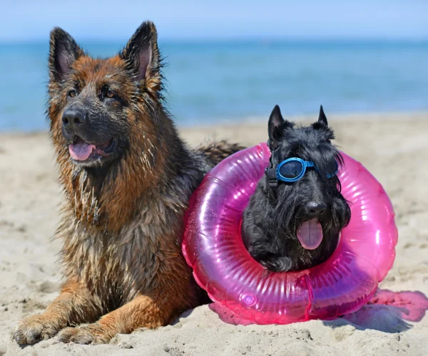 Viajar a la playa con perro