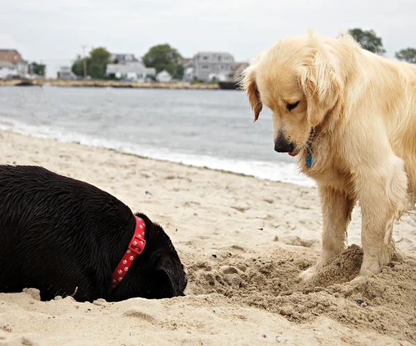 Viajar a Málaga con perro